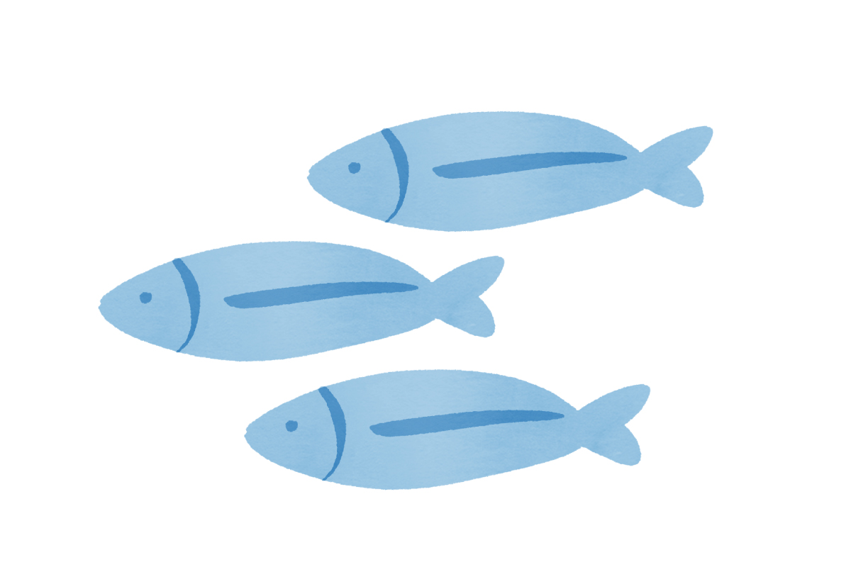 きびなごイラスト