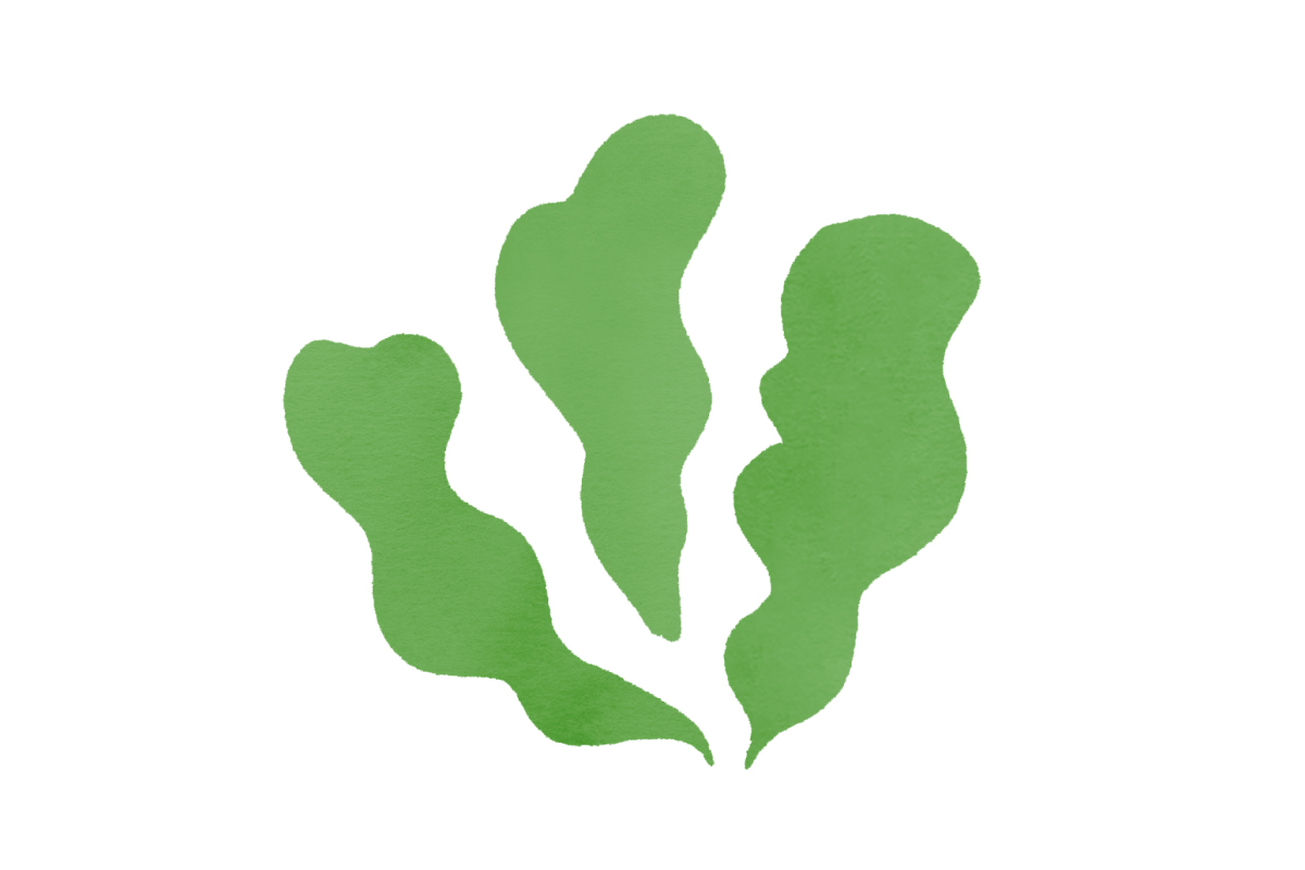 青おさイラスト